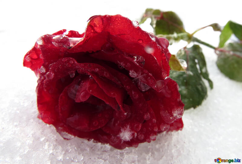 Роза на снігу №16998
