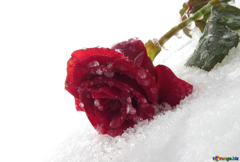 Hermosa rosa en la nieve №16985
