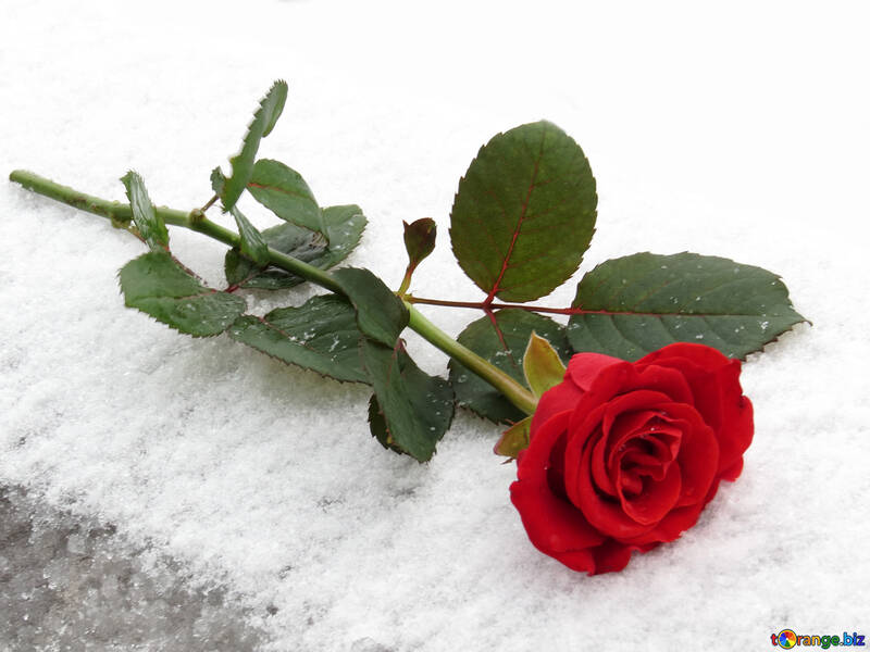 Beautiful rose lying in the snow №16938