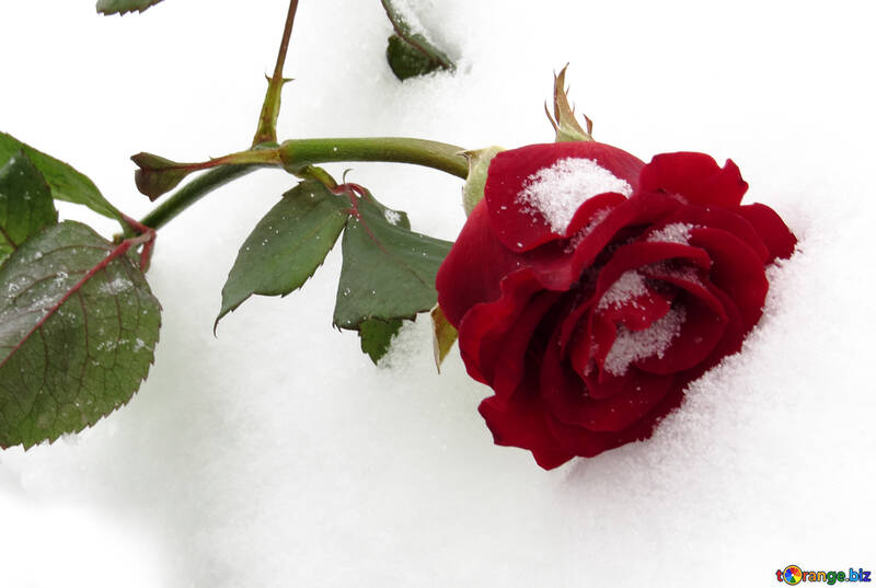 Rose and the snow on the desktop №16955