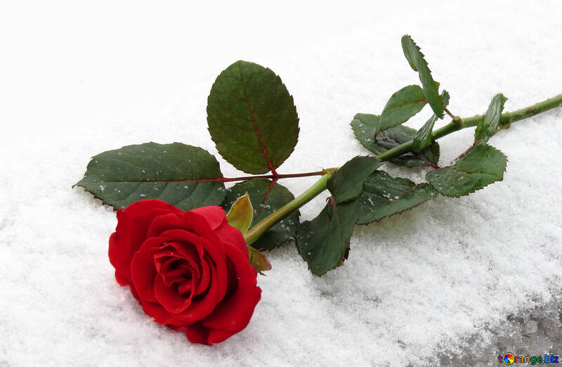 Rose ganz auf Schnee №16937