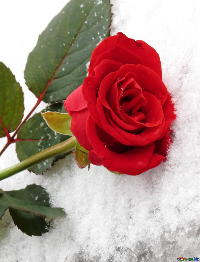 Rose se congela en la nieve №16931