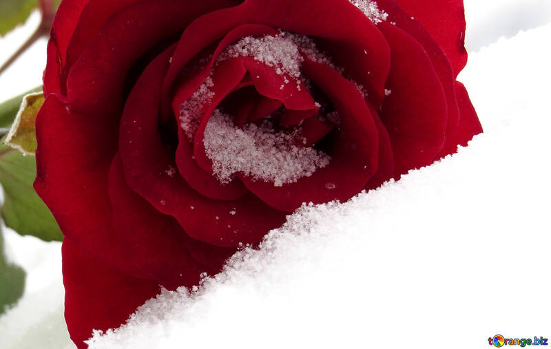 Rose with large snow №16946