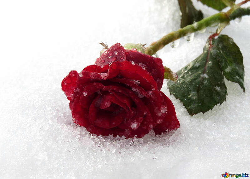 Роза лежить на снігу №16987