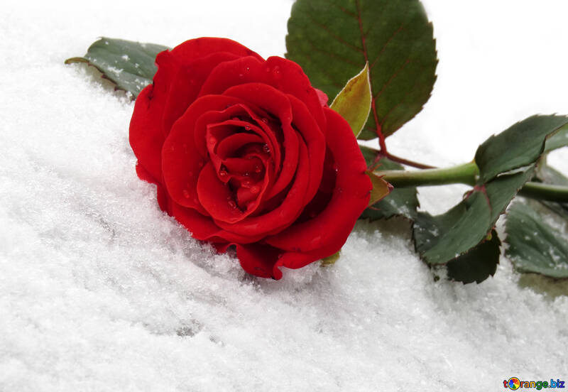 Rose rouge sur la neige blanche №16930