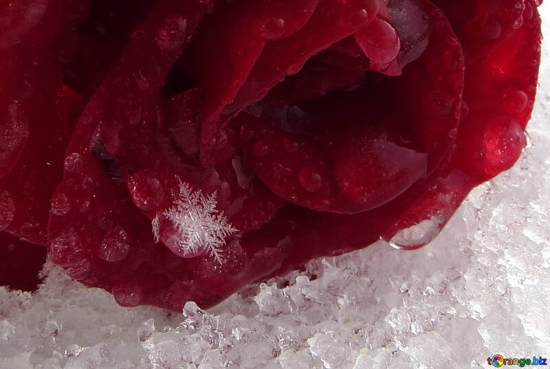 Floco de neve em rosa №17000