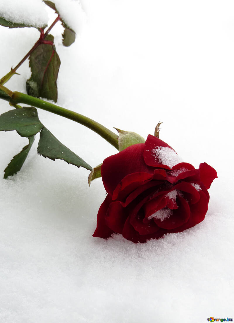 Schnee fiel schlafend rose №16959