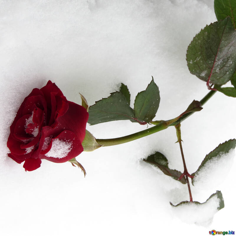 Wilted roses in winter on snow №16954
