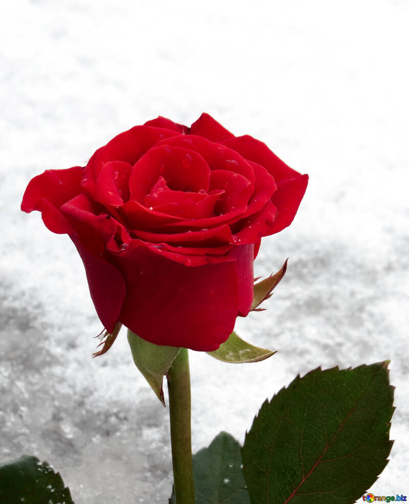 Зимова троянда №16927