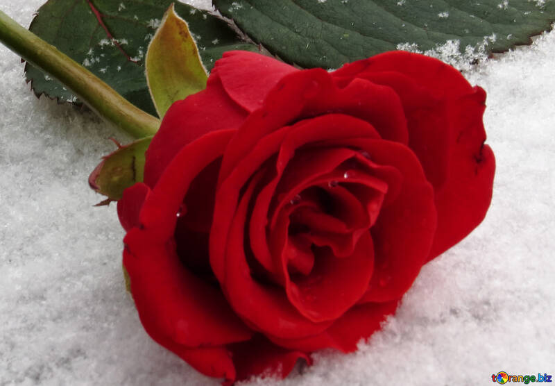 雪の冬のバラ №16935