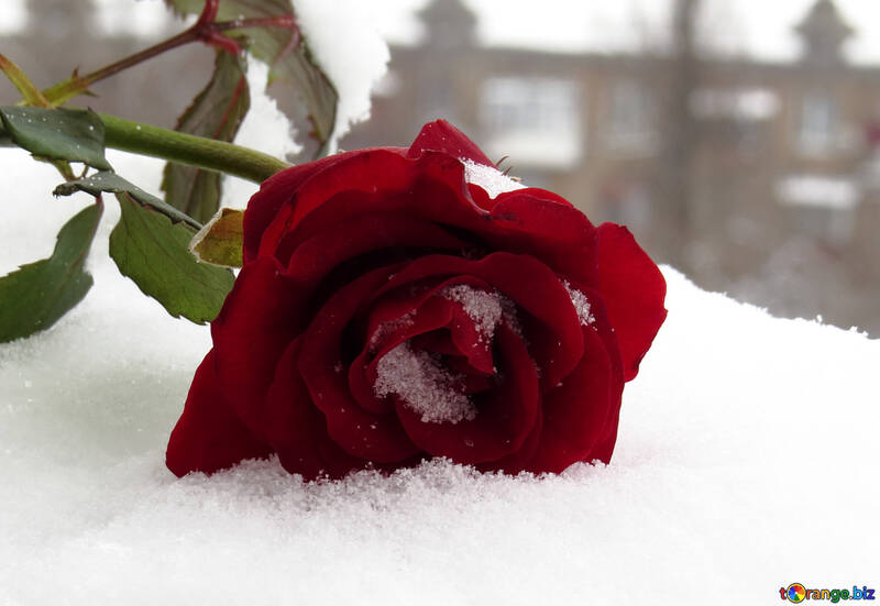 Winter rose №16951