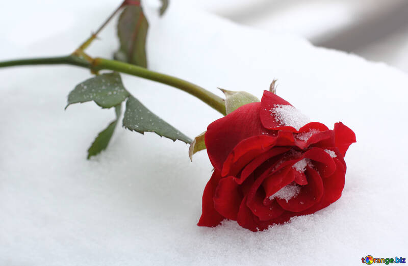 Winter Rose №16970