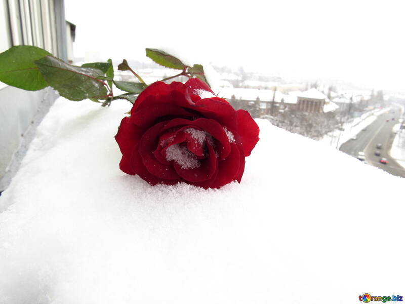 Rose dans les villes d`hiver №16964