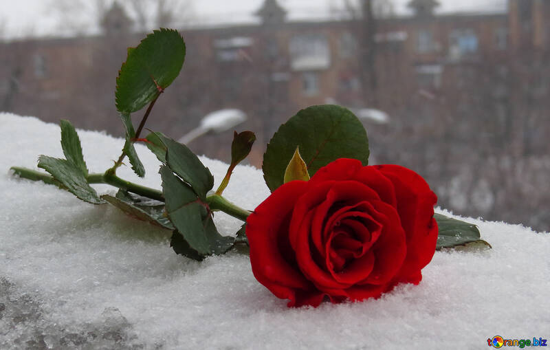 Rose and winter in the city №16939