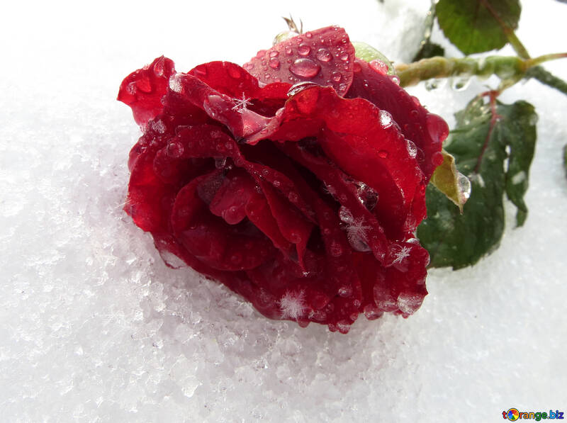 Winter rose on the desktop №16994