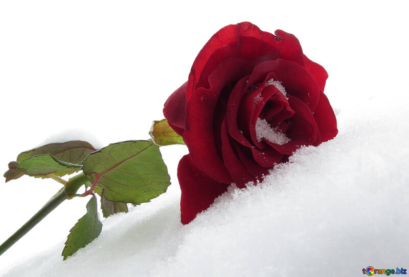 Rose im Winterurlaub №16962
