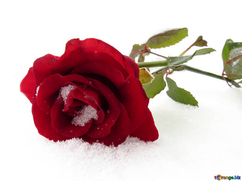 Rose on Valentine`s Day №16963