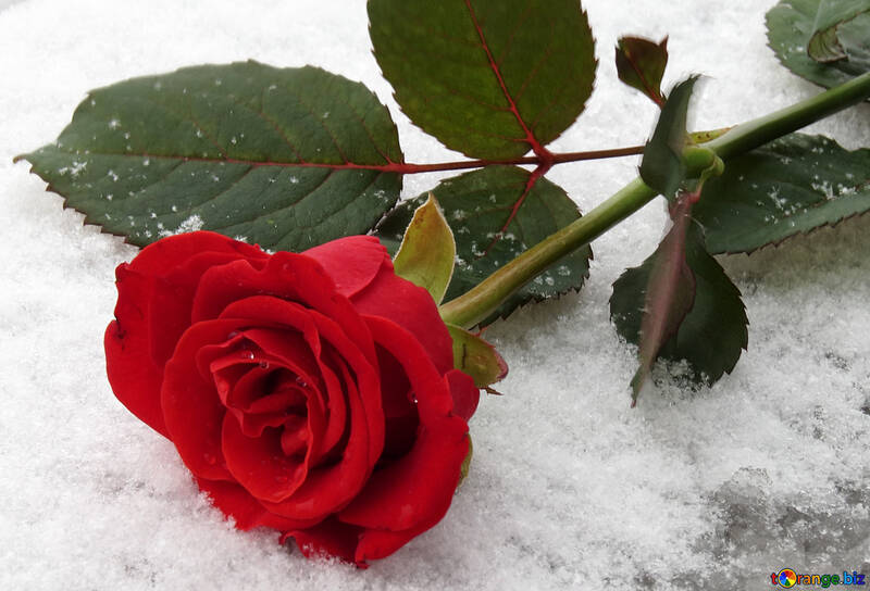 Bright red rose in the snow in winter №16932