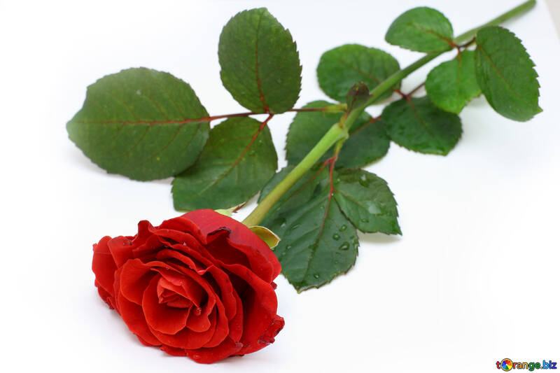 Fresh red rose №16894