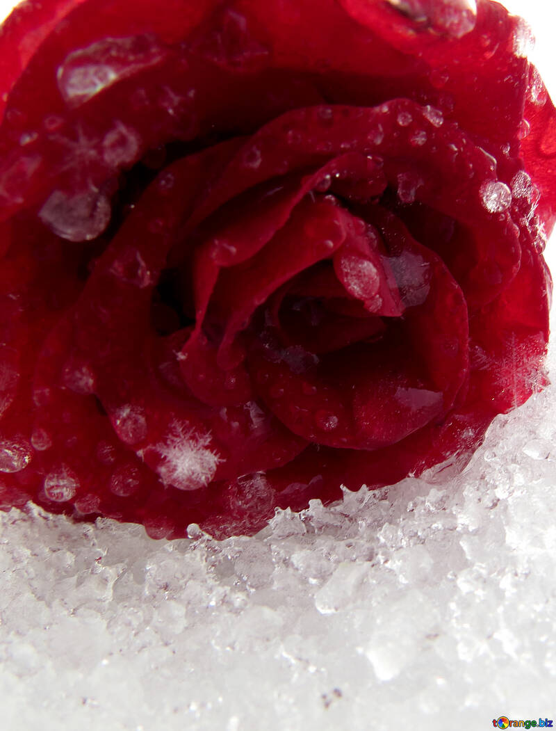 Rote rose liegend auf dem Schnee №16982