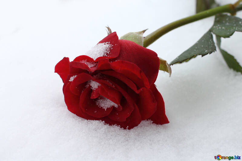 Winter Schnee rote rose №16971