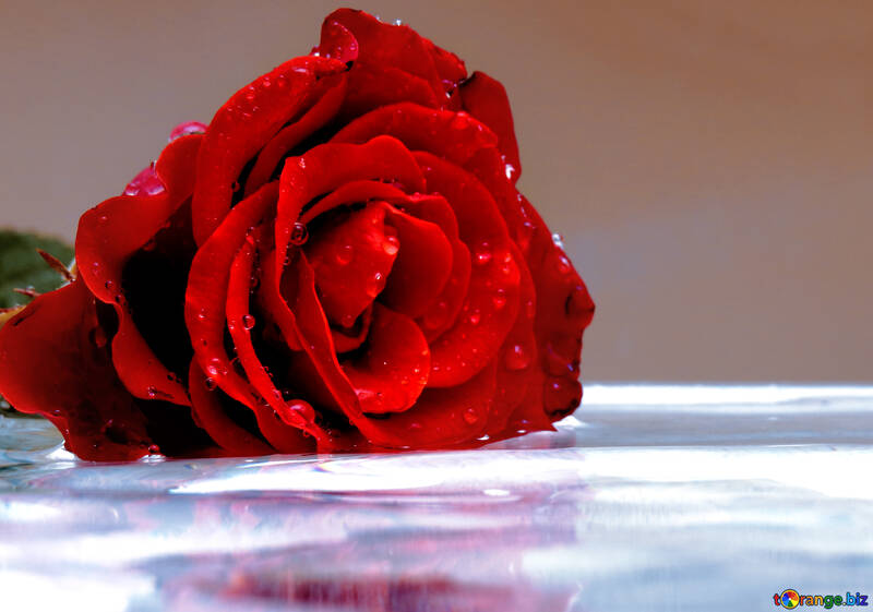 Rose flower on water №16908