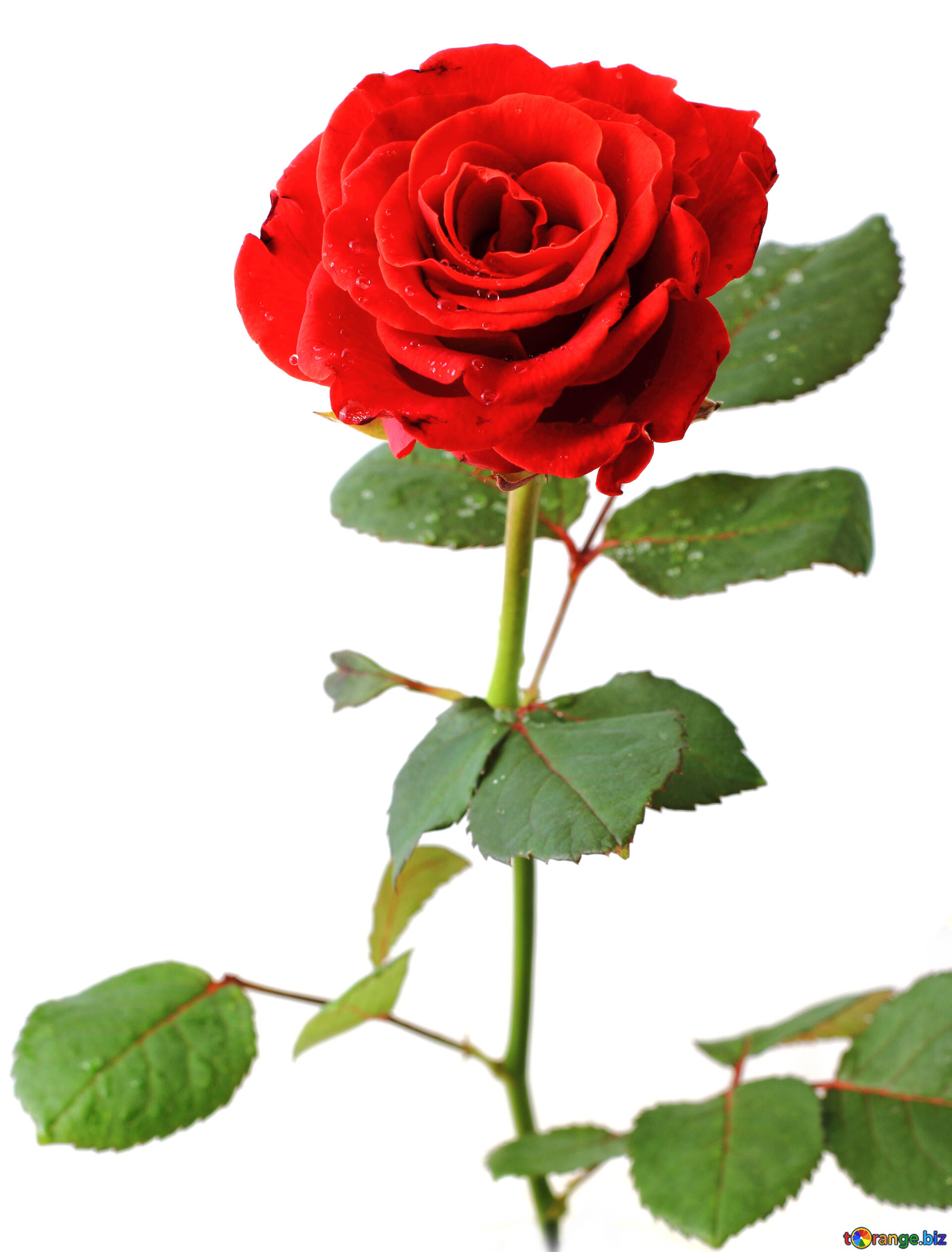 Hoa hồng - loài hoa tượng trưng cho tình yêu và sự đẹp đẽ. Hãy xem hình ảnh về hoa hồng để được ngập tràn trong màu sắc hương thơm của loài hoa quý giá này.