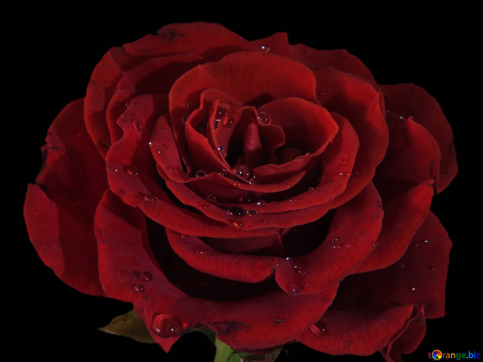 Rose rouge image rose sur fond noir images rose № 17095 | torange.biz