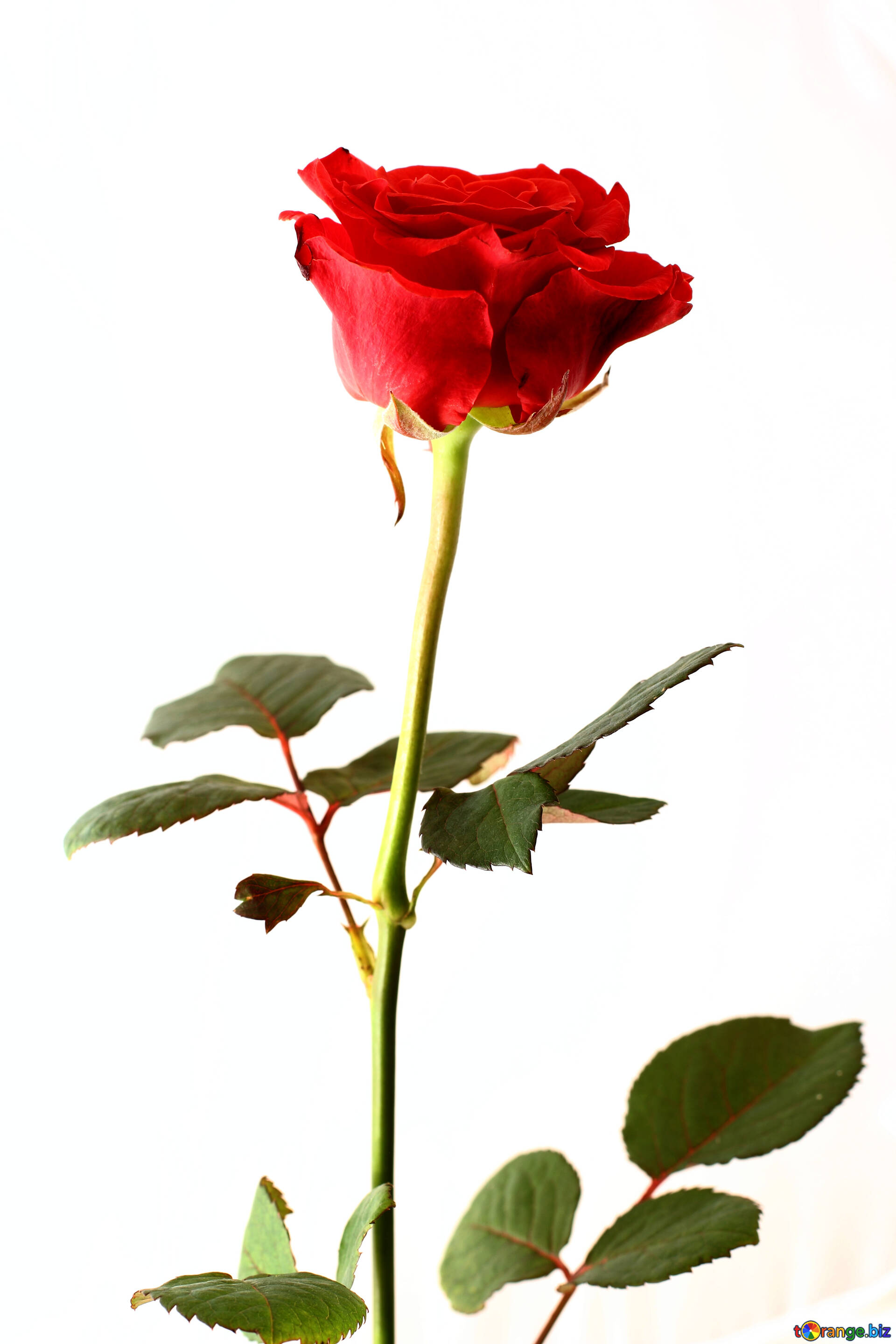 Une toute rose sur un fond blanc image roses à longue tige images rose №  17064 | torange.biz