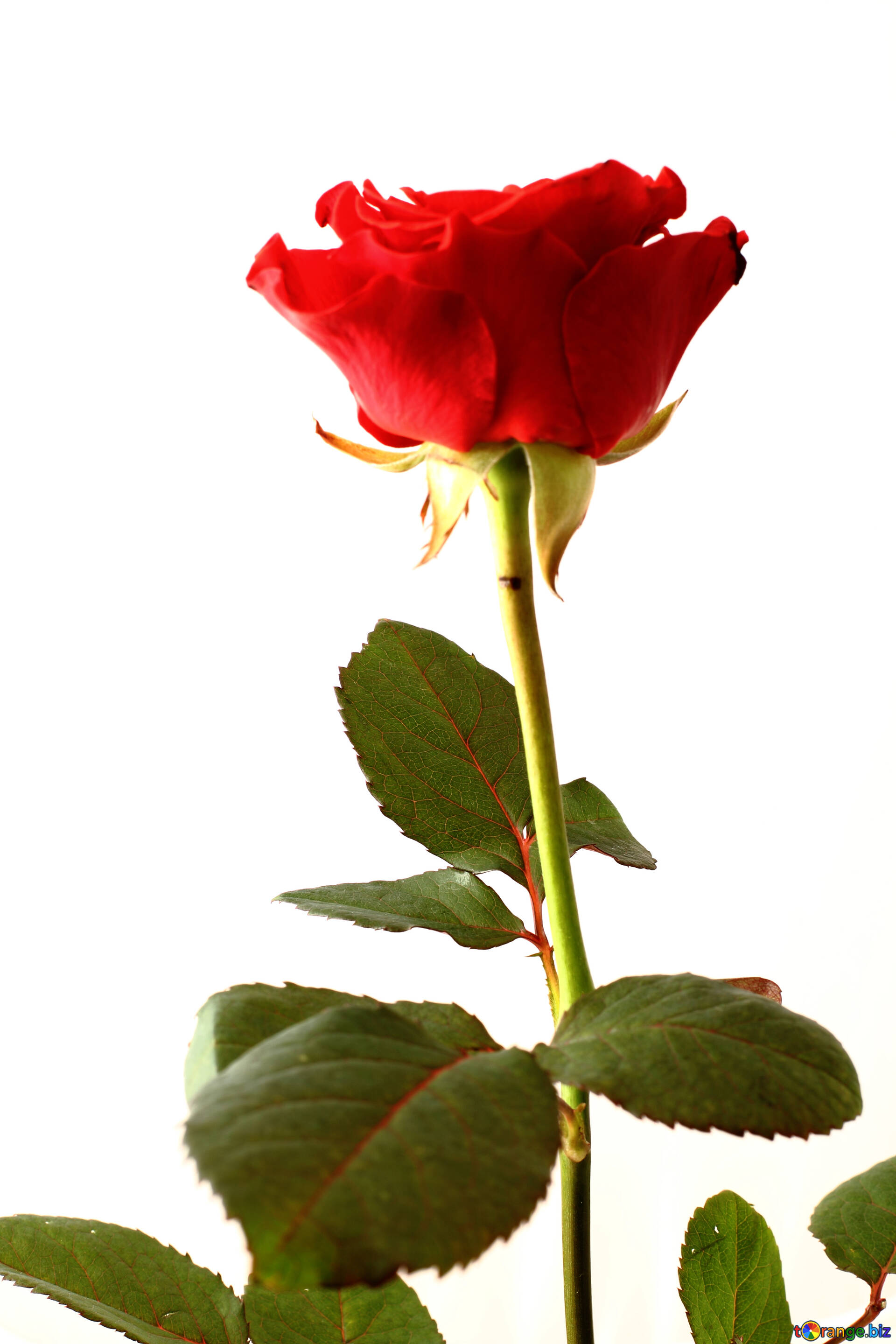 Un Intero Salito Su Uno Sfondo Bianco Bocciolo Di Rosa Rosso Rosa 17045
