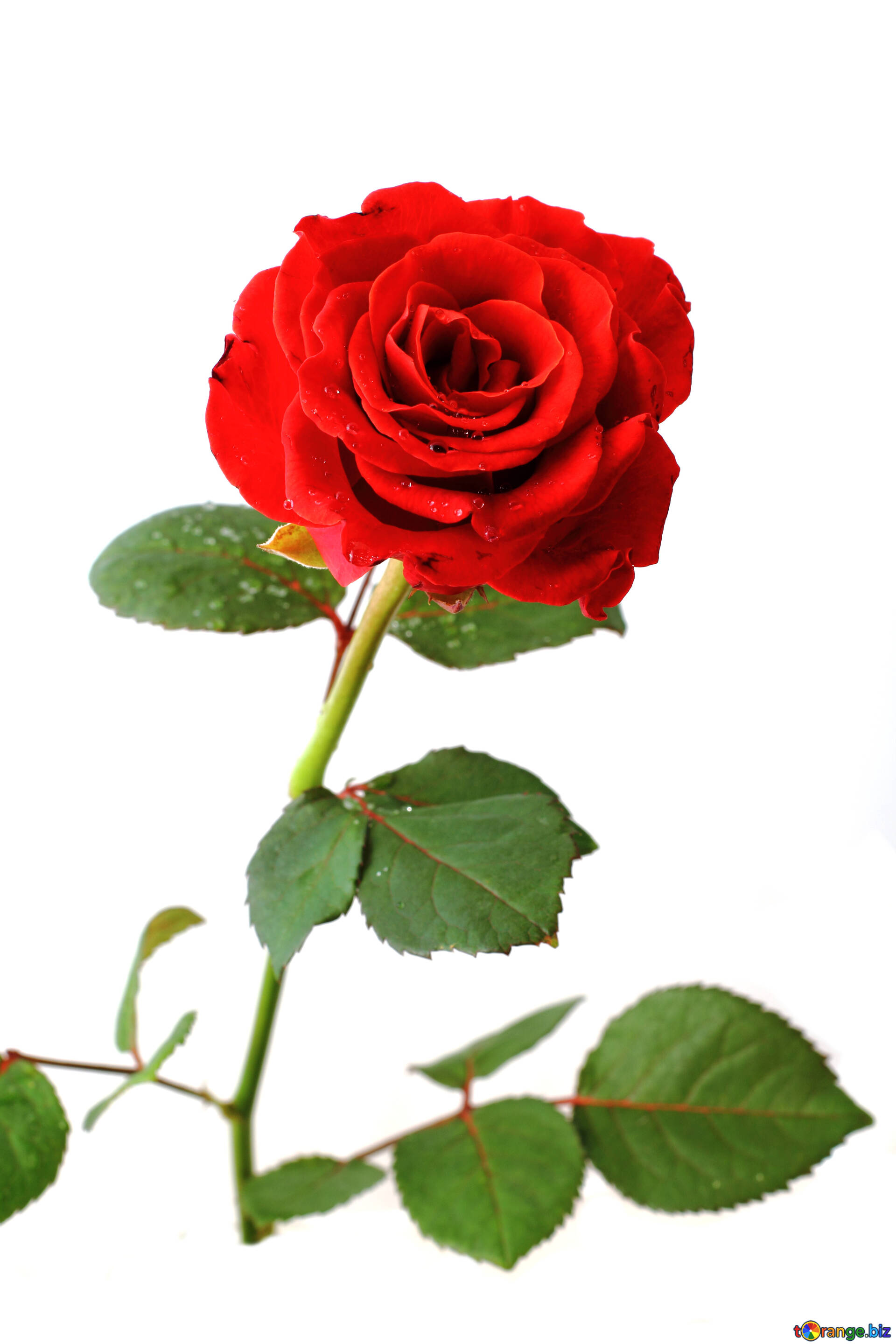 赤いバラ 無料の写真 美しい赤いバラ 無料の写真 ローズ Torange Biz