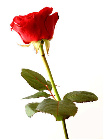 Поздравительная открытка фон роза №17054