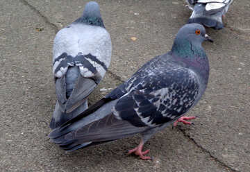 Pigeons №17684
