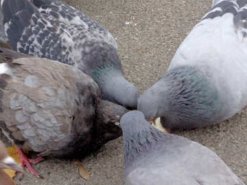 Pigeons eat №17687