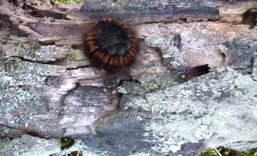 Caterpillar №17645