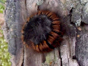 Fluffy caterpillar №17646