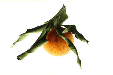 Getrocknete Mandarine №17997