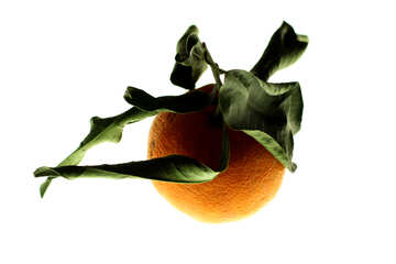 Mandarin und aus getrockneten Blättern №17999
