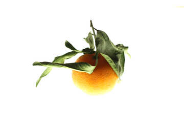Mandarin avec feuilles №17998