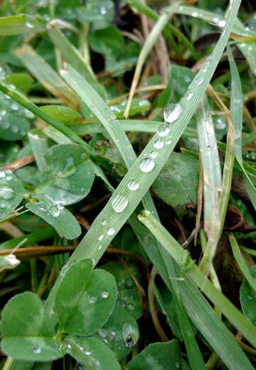 Dew on grass №17676