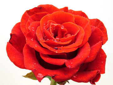 Шикарна картинка троянди №17098