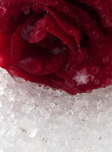 Schneeflocke auf der rose №17002