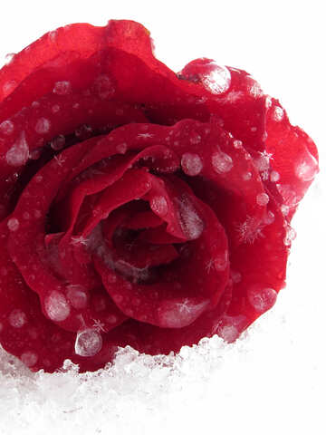 Snowflakes on red rose №17018