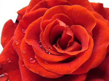 Una rosa con gotas №17115