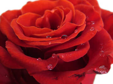 Una rosa con gotas №17124