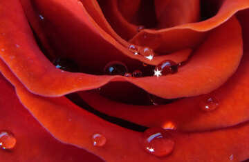Rose with drops on postcard №17109