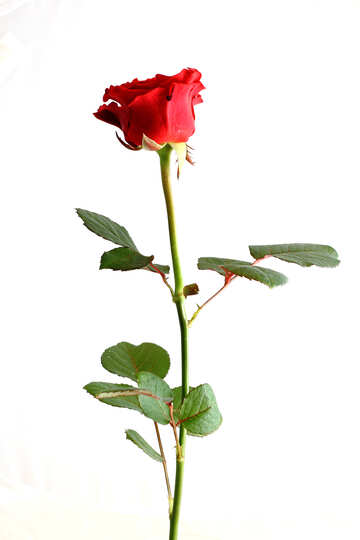 Rosa de invernadero №17070