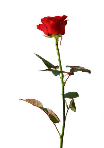 Tarjeta de felicitación con rose №17077