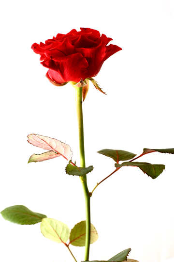 Flower red rose №17062