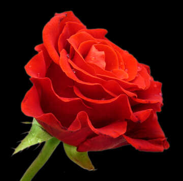 Red rose on black №17106